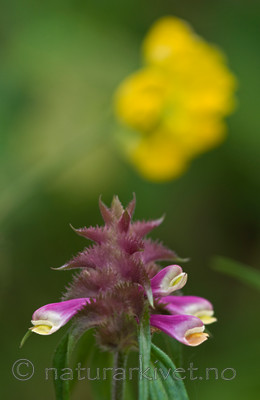 BB 10 0044 / Melampyrum cristatum / Kammarimjelle